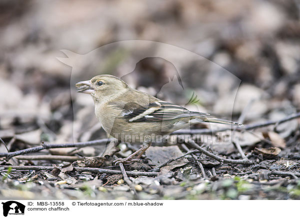 common chaffinch / MBS-13558