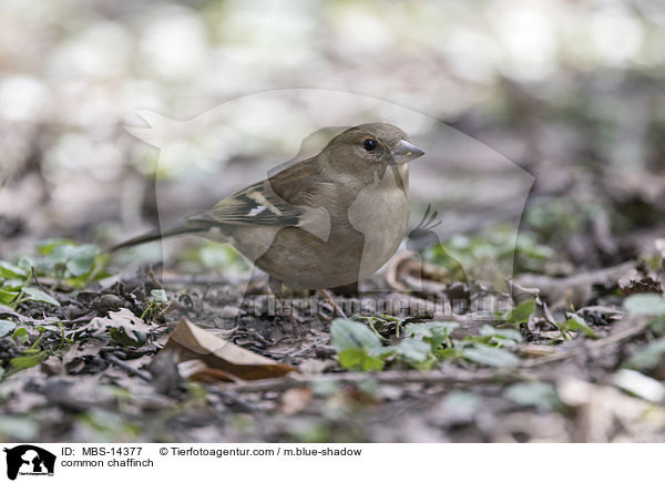 common chaffinch / MBS-14377