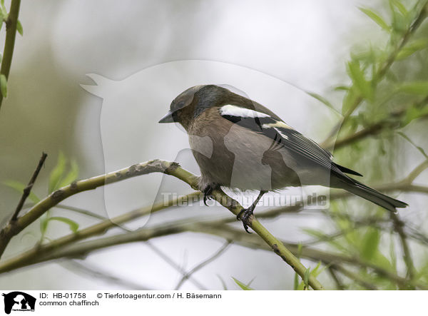 common chaffinch / HB-01758