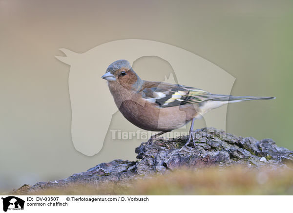 common chaffinch / DV-03507