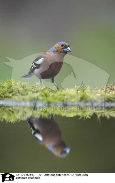 common chaffinch / DV-03567
