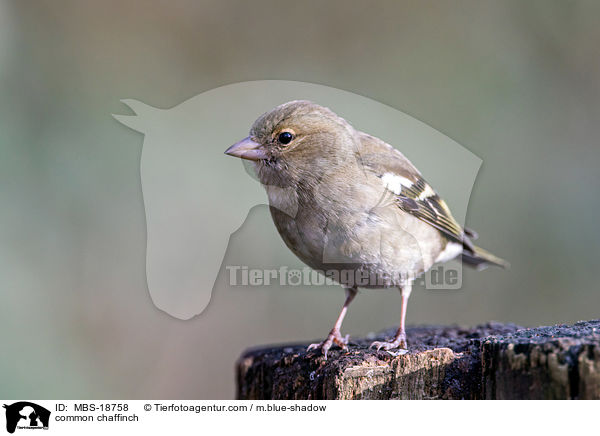 common chaffinch / MBS-18758