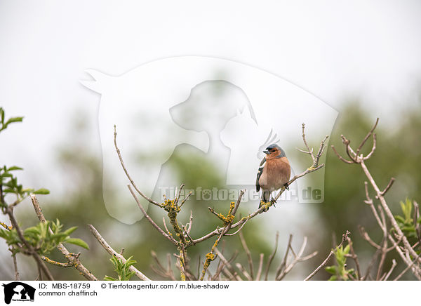 common chaffinch / MBS-18759
