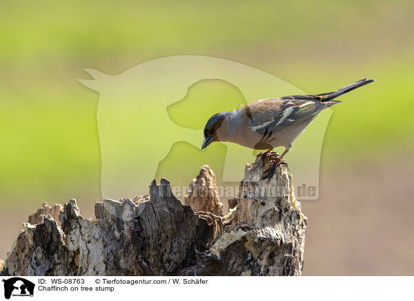 Chaffinch on tree stump / WS-08763