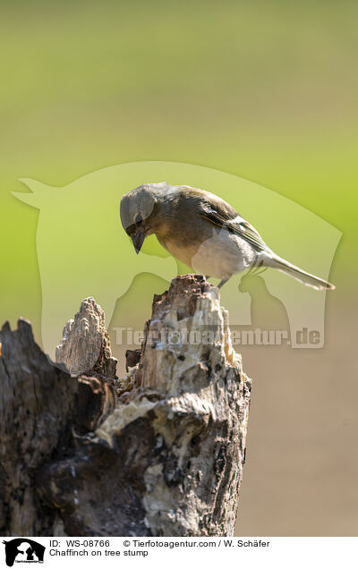 Chaffinch on tree stump / WS-08766