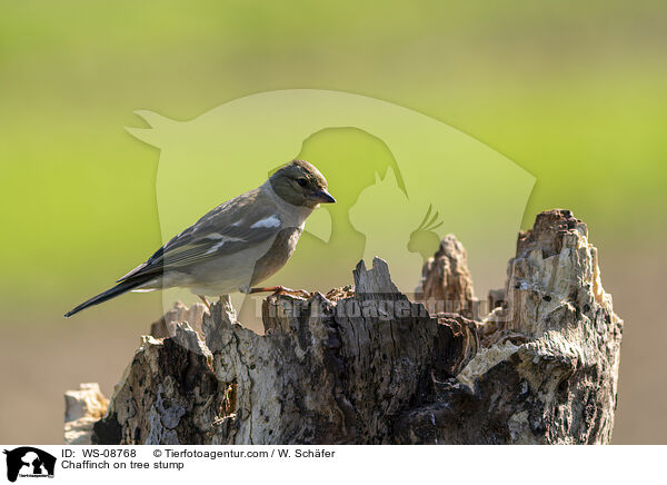 Chaffinch on tree stump / WS-08768