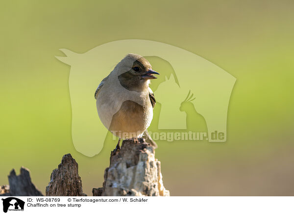 Chaffinch on tree stump / WS-08769