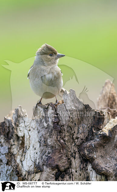 Chaffinch on tree stump / WS-08777