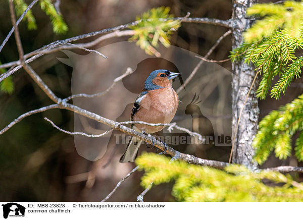 common chaffinch / MBS-23828