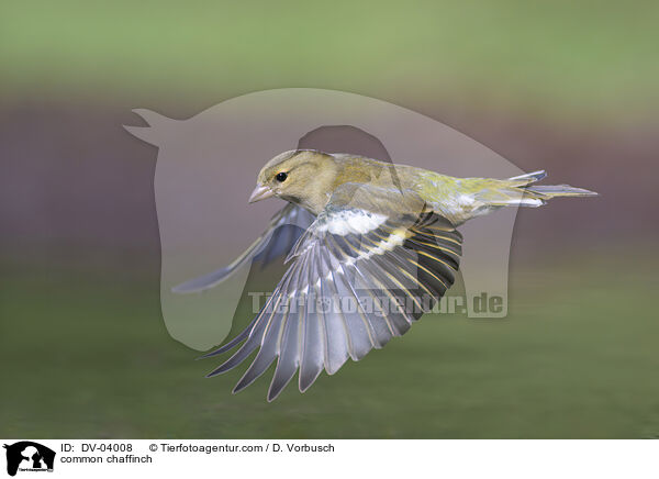 Buchfink / common chaffinch / DV-04008