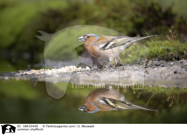 Buchfink / common chaffinch / UM-03406