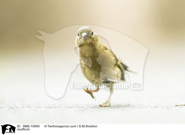 Buchfink / chaffinch / DMS-10895