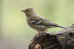 common chaffinch