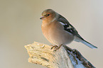 common chaffinch