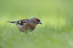 common chaffinch