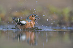 common chaffinch