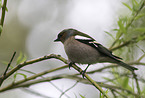 common chaffinch