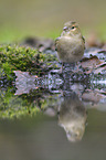 common chaffinch
