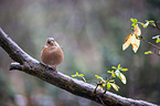 common chaffinch