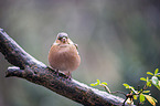 common chaffinch
