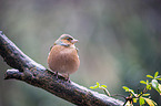 common chaffinch