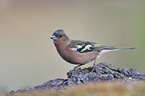common chaffinch