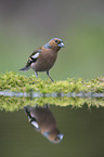 common chaffinch