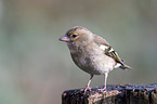 common chaffinch