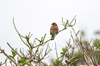 common chaffinch