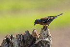 Chaffinch on tree stump