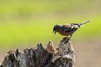 Chaffinch on tree stump