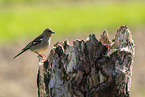 Chaffinch on tree stump