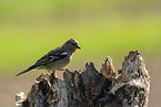 Chaffinch on tree stump