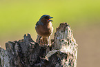 Chaffinch on tree stump