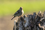 Chaffinch on tree stump