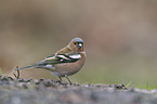 common chaffinch