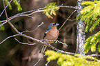 common chaffinch