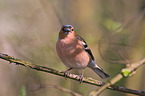 common chaffinch