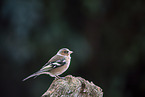 chaffinch