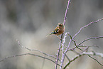 common chaffinch