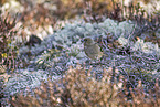 common chaffinch