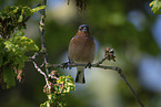 common chaffinch