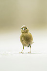 chaffinch