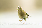 chaffinch