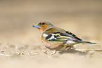 chaffinch