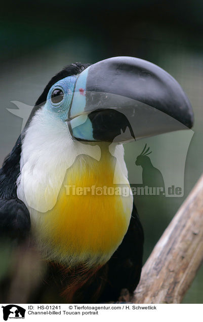 Channel-billed Toucan portrait / HS-01241