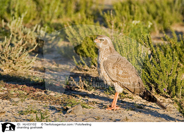 chanting goshawk / HJ-03102