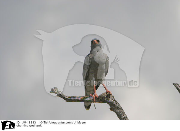 Singhabicht / chanting goshawk / JM-18313