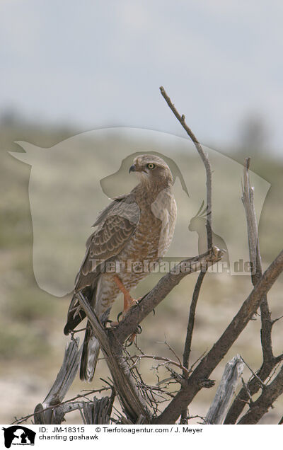 Singhabicht / chanting goshawk / JM-18315