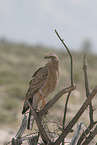 chanting goshawk